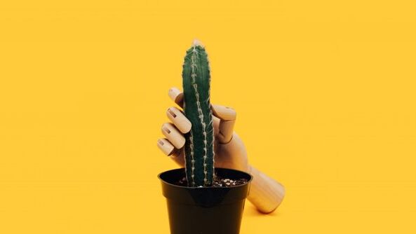 A pénisz vastagsága egy kaktusz példájával