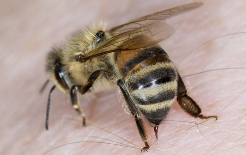 méhcsípés a pénisz megnagyobbítására